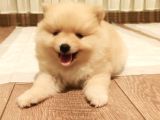 Teddy bear tuvalet eğitimli ev üretimi pomerian boo yavrular
