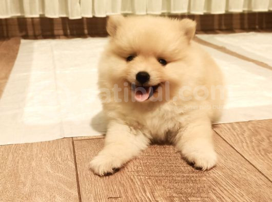 Teddy Bear Tuvalet Eğitimli Ev Üretimi Pomerian Boo Yavrular görsel