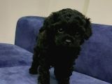Toy Poodle Şirin Bebeklerimiz