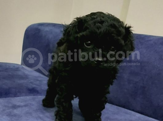 Toy Poodle Şirin Bebeklerimiz görsel