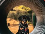 Orjinal Kelimesinin Tam Anlamı Doberman Yavrular