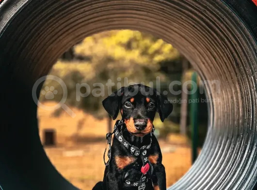 Orjinal Kelimesinin Tam Anlamı Doberman Yavrular görsel