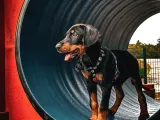 Orjinal kelimesinin tam anlamı Doberman yavrular