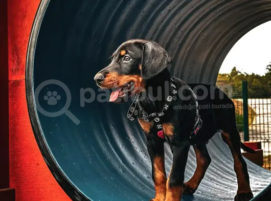 Orjinal Kelimesinin Tam Anlamı Doberman Yavrular