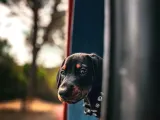 Orjinal Kelimesinin Tam Anlamı Doberman Yavrular