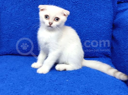 Mükemmel Bi̇r Si̇lver Scotti̇sh Fold