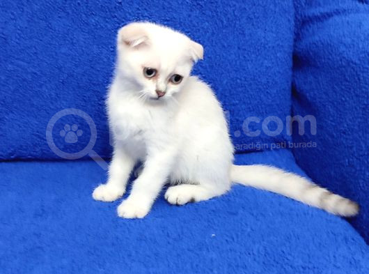 Mükemmel Bi̇r Si̇lver Scotti̇sh Fold görsel