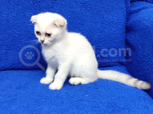 Mükemmel Bi̇r Si̇lver Scotti̇sh Fold görsel