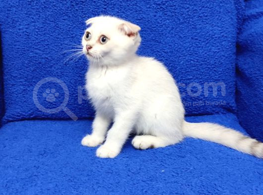 Mükemmel Bi̇r Si̇lver Scotti̇sh Fold görsel