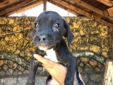 Canecorsa Yavrularımız 