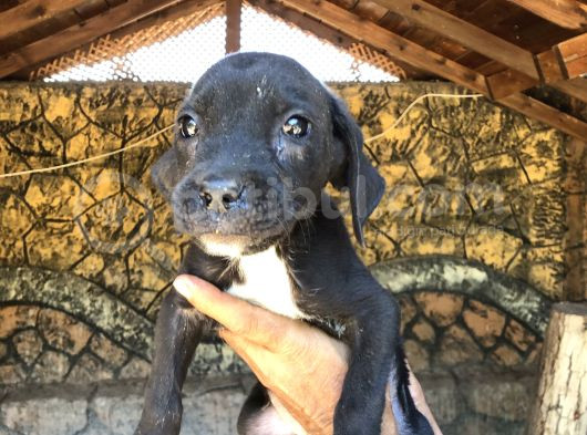 Canecorsa Yavrularımız  görsel