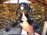 Canecorsa Yavrularımız 