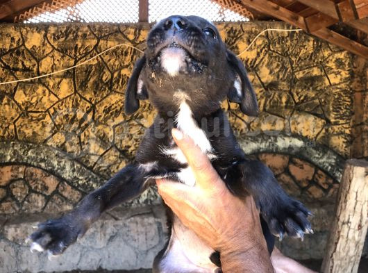 Canecorsa Yavrularımız  görsel
