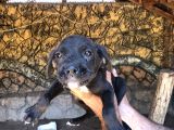 Canecorsa yavrularımız 