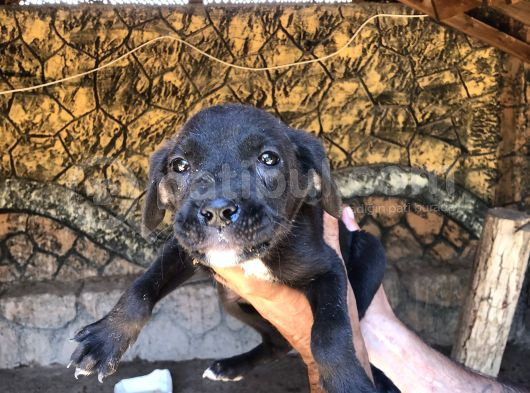 Canecorsa Yavrularımız 