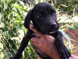 Canecorsa Yavrularımız 