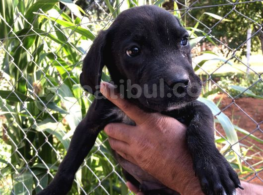 Canecorsa Yavrularımız  görsel