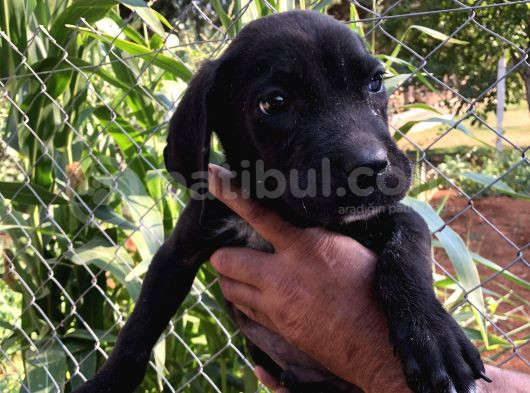 Canecorsa Yavrularımız  görsel