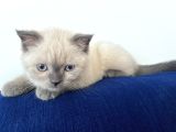 Scottish Blue Point Maltepe Istanbul