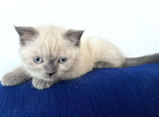 Scottish Blue Point Maltepe Istanbul görsel