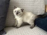 Scottish Blue Point Maltepe Istanbul