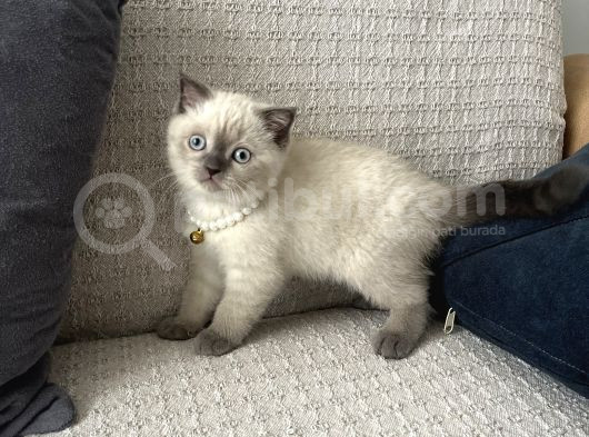Scottish Blue Point Maltepe Istanbul görsel