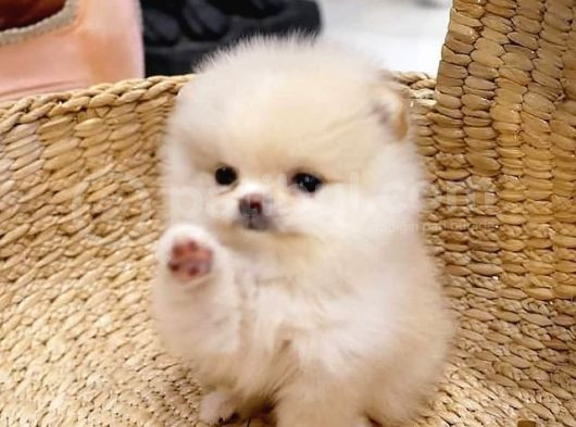Daha Önce Aşık Olmadıysanız Bu Pomeranianlara Olacaksınız görsel