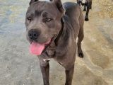 Dostcanlisi canecorsa bebeklerim