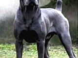 Şu Tipe Bakarmısınız Dev Gibi Cane Corso Harikasal