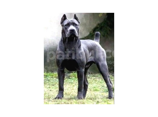 Şu Tipe Bakarmısınız Dev Gibi Cane Corso Harikasal görsel