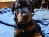 Kafa Dengi Adam Bulamıyor Musun Sorun Değil Bir Doberman Al