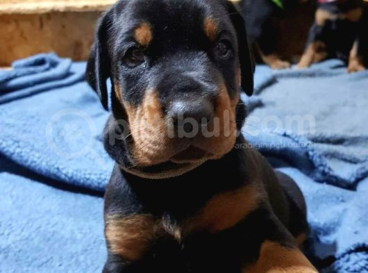 Kafa Dengi Adam Bulamıyor Musun Sorun Değil Bir Doberman Al görsel