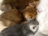 Orijinal British Shorthair Golden-Silver Yavrular