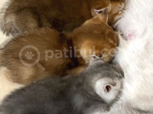 Orijinal British Shorthair Golden-Silver Yavrular görsel
