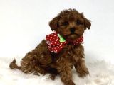 Kıpkırmızı Red tooy poodle sevimli yavrular 