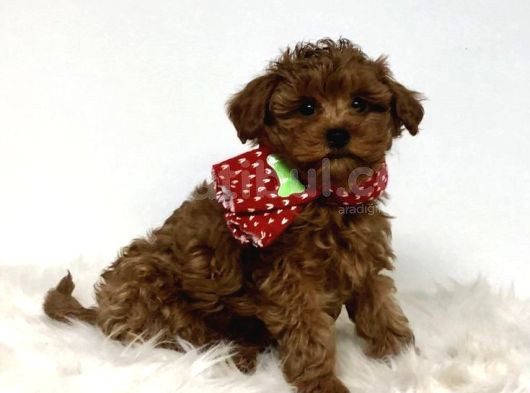 Kıpkırmızı Red Tooy Poodle Sevimli Yavrular 