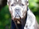 Şu Tipe Bakarmısınız Dev Gibi Cane Corso Harikasal