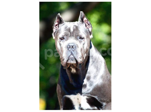 Şu Tipe Bakarmısınız Dev Gibi Cane Corso Harikasal görsel