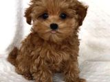 Red braw kıpkırmızı ev üretimi TOOY POODLE 