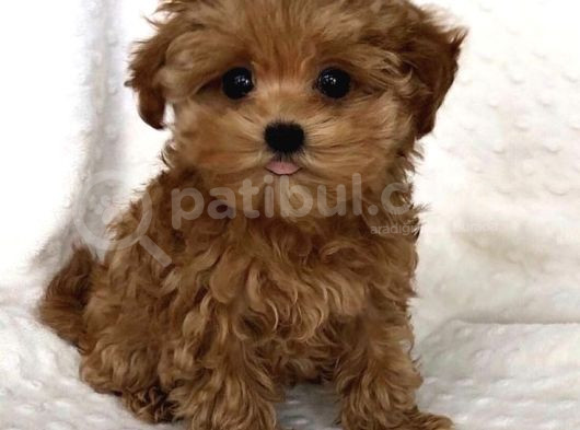 Red Braw Kıpkırmızı Ev Üretimi Tooy Poodle 