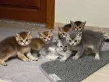 Orijinal British Shorthair Golden-Silver Yavrular