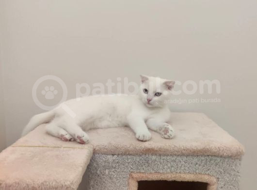 4 Aylık Beyaz Tüy Mavi Gözlü Scottish Fold