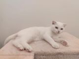 4 Aylık Beyaz Tüy Mavi Gözlü Scottish Fold