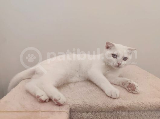 4 Aylık Beyaz Tüy Mavi Gözlü Scottish Fold görsel