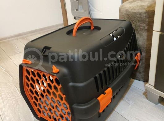 4 Aylık Beyaz Tüy Mavi Gözlü Scottish Fold görsel