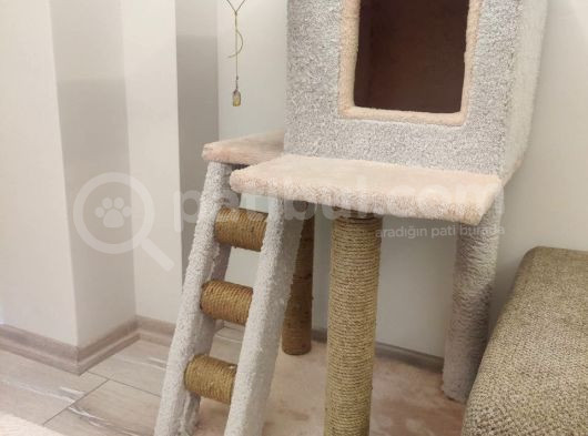 4 Aylık Beyaz Tüy Mavi Gözlü Scottish Fold görsel