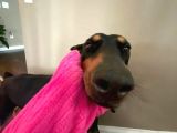 Kafa Dengi Adam Bulamıyor Musun Sorun Değil Bir Doberman Al