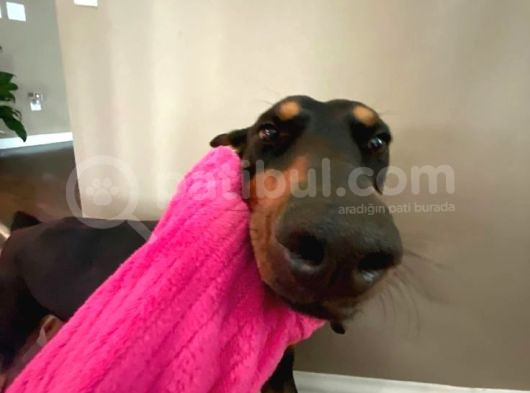 Kafa Dengi Adam Bulamıyor Musun Sorun Değil Bir Doberman Al görsel