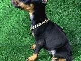 Asil Doberman Yavrularım