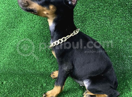 Asil Doberman Yavrularım görsel